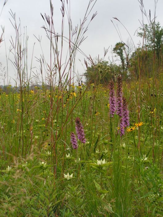 Seeds of Summer (Seasons of the Tallgrass)